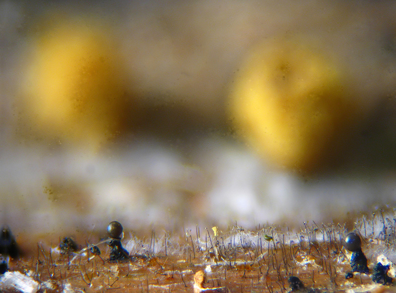 Trichia + Licea?
